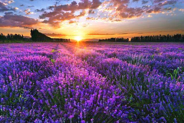 新疆土特產(chǎn)-伊犁薰衣草